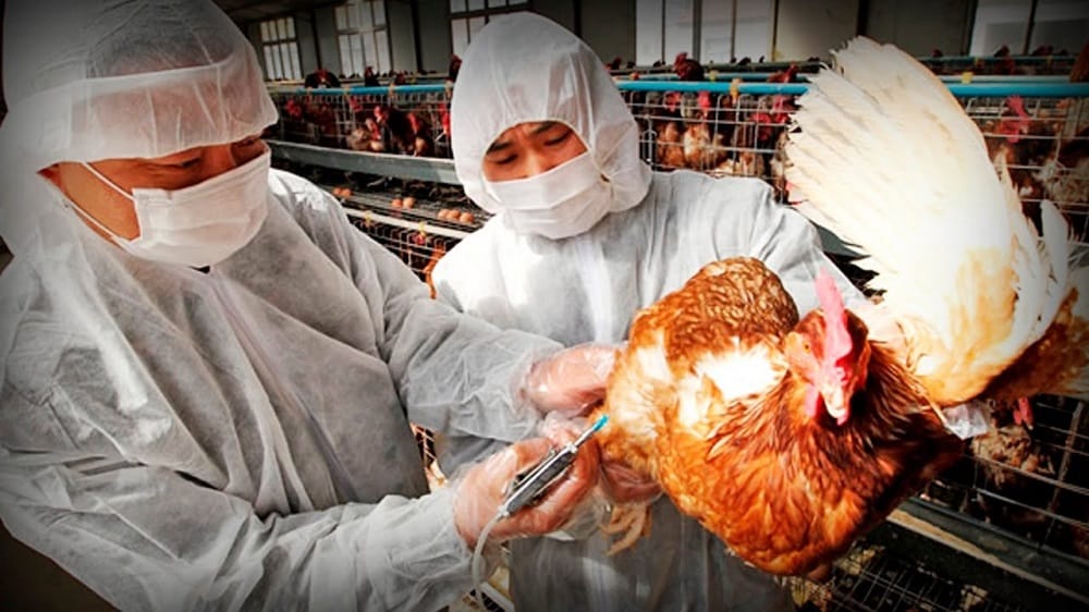 China reporta el primer caso de gripe aviar H3N8 en humanos: ¿qué tan contagiosa es?