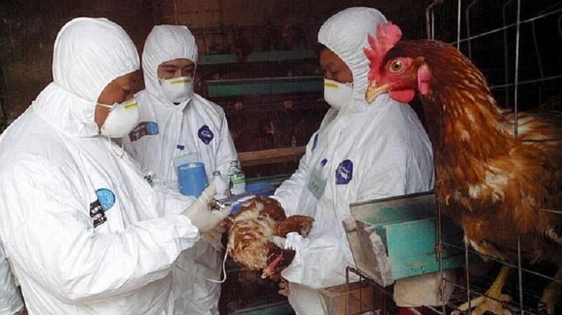 Primer caso de gripe aviar H10N3 en humanos fue detectado en China: Lo que se sabe