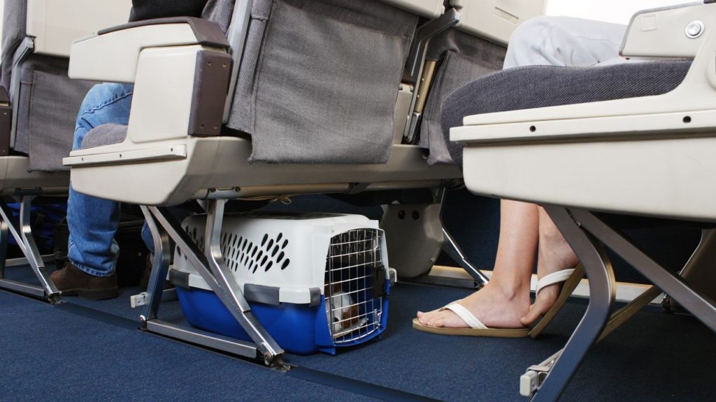 ¿Cuáles aerolíneas permiten viajar con mascotas en Venezuela?