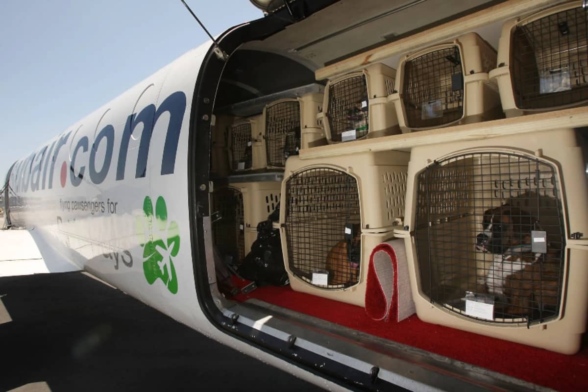 La forma Oeste diagonal Cuáles aerolíneas permiten viajar con mascotas en Venezuela?