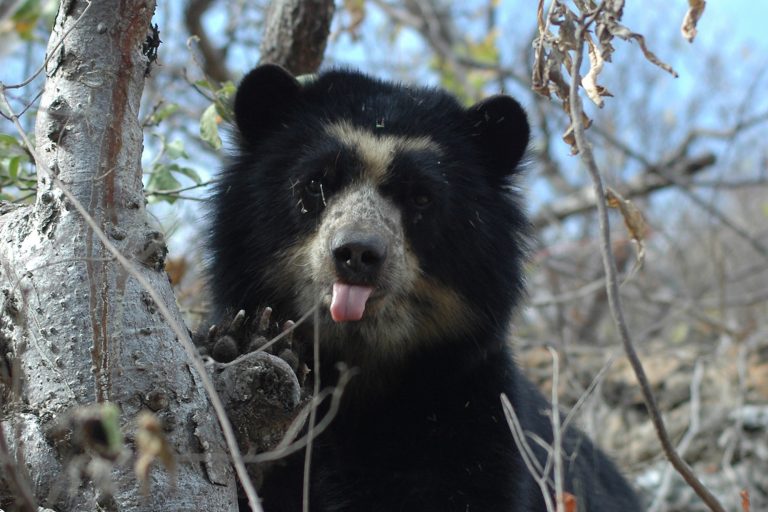 Caza de osos andinos en Venezuela: cómo prevenir y concientizar sobre el asesinato de esta especie