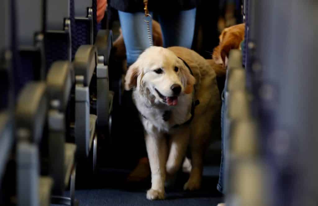 ¿Cuáles aerolíneas permiten viajar con mascotas en Venezuela?