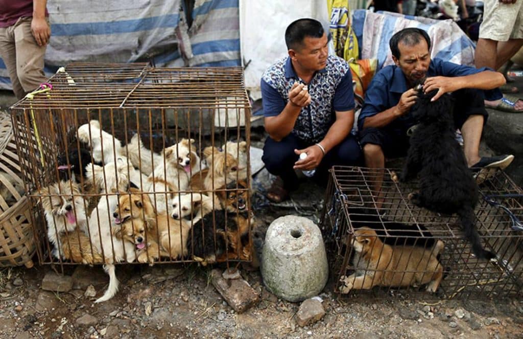 Festival de Yulin: la cruel celebración china en la que se come carne de perro