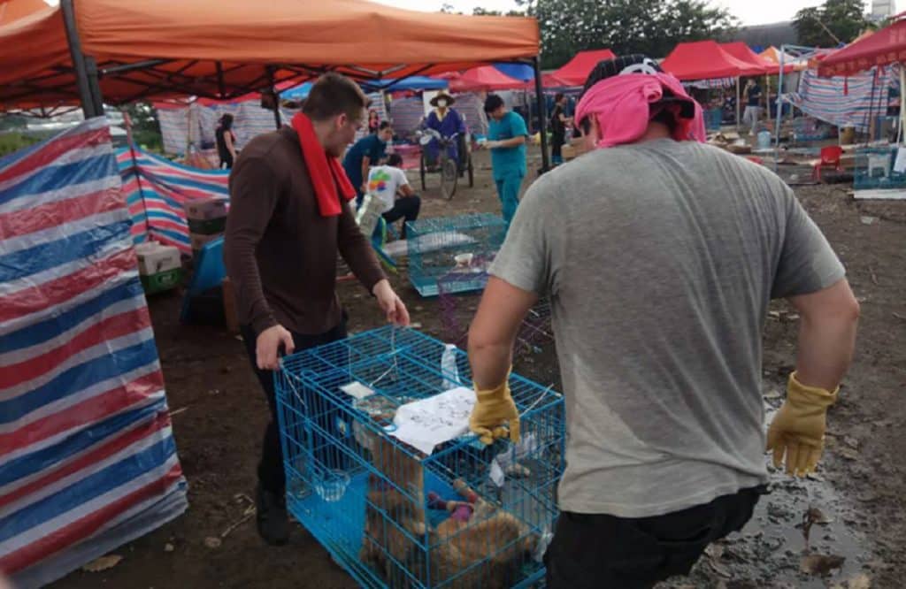 Festival de Yulin: la cruel celebración china en la que se come carne de perro
