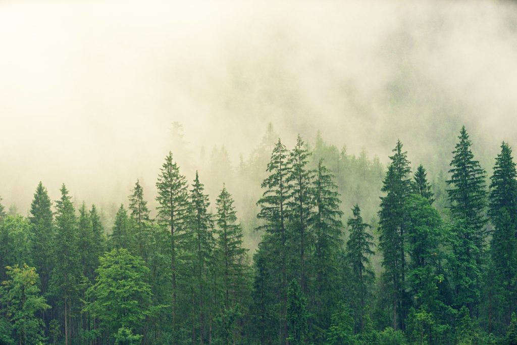 Los bosques tropicales están absorbiendo menos dióxido de carbono