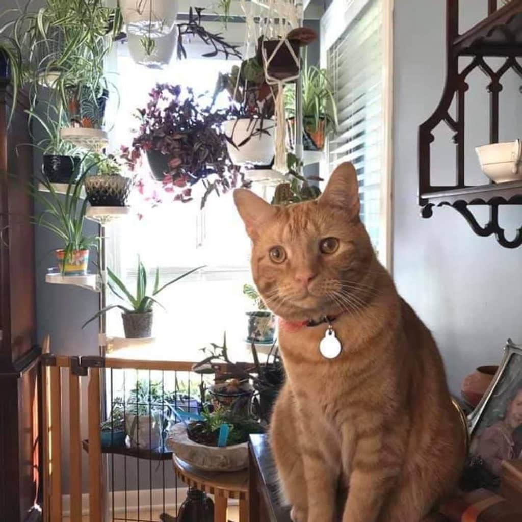 Tu gato o las plantas de tu casa. Solo hay espacio para uno