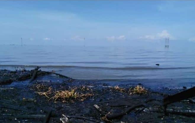 Los peligros que amenazan la fauna del Lago de Maracaibo por los derrames petroleros