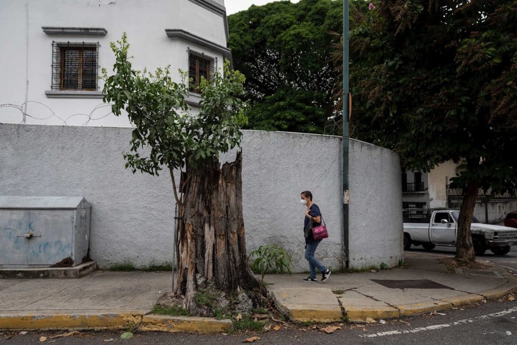 Venezuela, un país menos verde por la tala indiscriminada de árboles