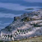 Alertan sobre la presencia de cocodrilos en las costas de Miranda: ¿Qué recomiendan las autoridades?