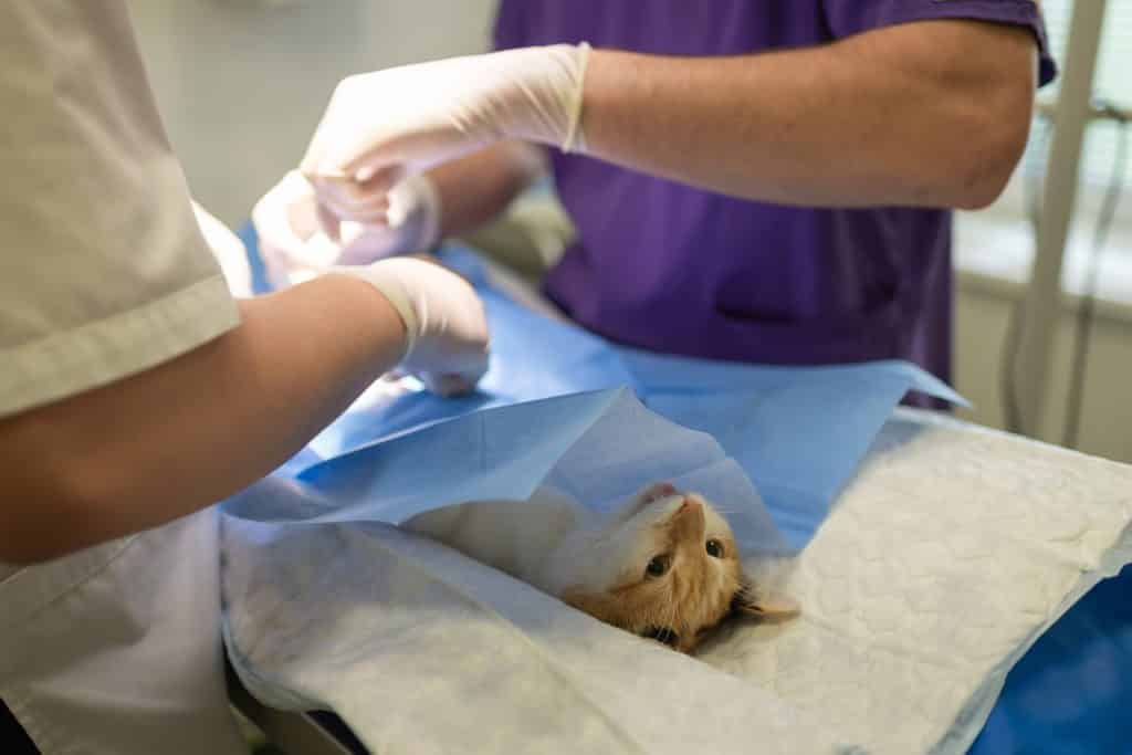 Cinco clínicas veterinarias que trabajan las 24 horas en Caracas