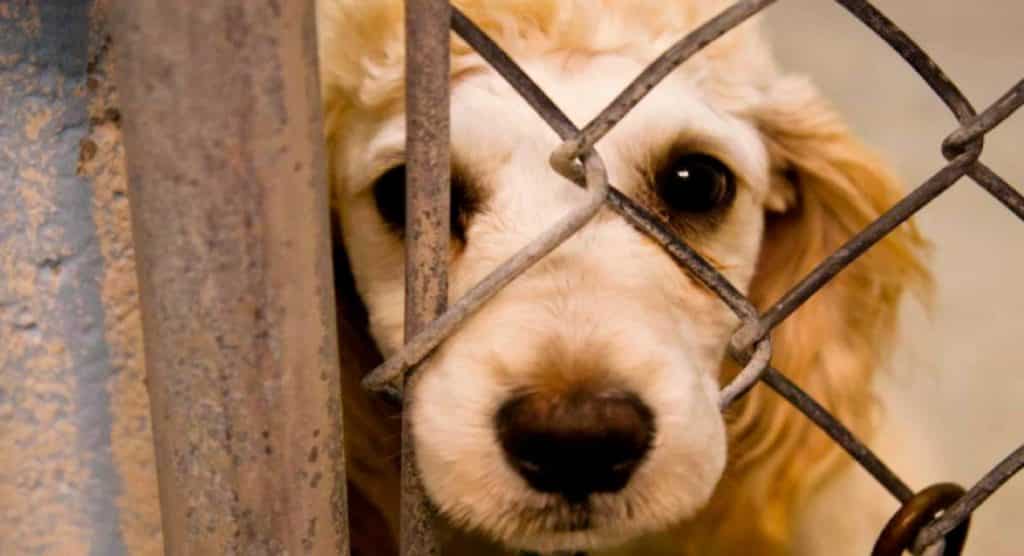 Investigan a un falso entrenador de mascotas por presuntamente vender videos de peleas de perros en Anzoátegui