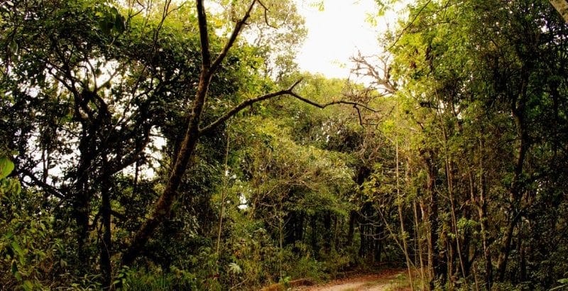 13% de las especies arbóreas de Venezuela están en peligro de extinción