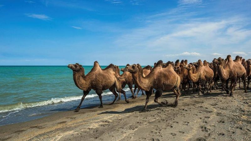 Cómo los camellos pueden ayudar a extender la vida útil de las medicinas (y a mucho más)