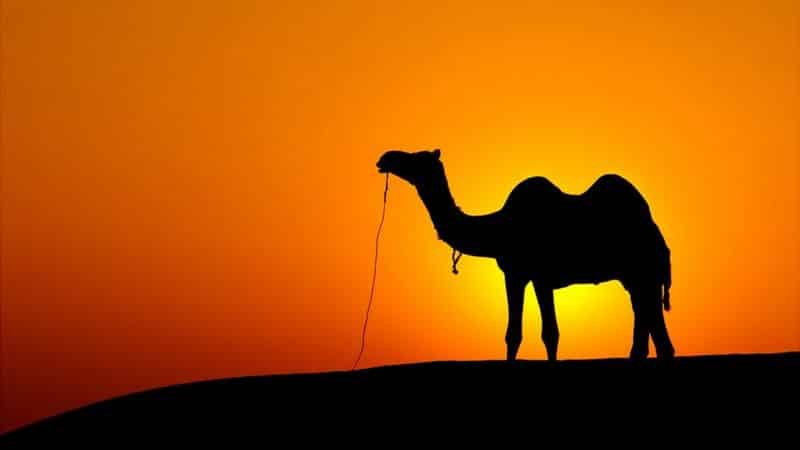 Cómo los camellos pueden ayudar a extender la vida útil de las medicinas (y a mucho más)
