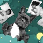 Los pros y los contras de dormir con mascotas