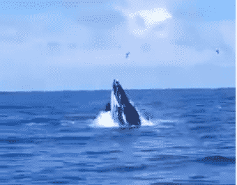 Una ballena fue captada en video cerca de La Guaira: ¿qué se sabe sobre estos avistamientos en Venezuela?