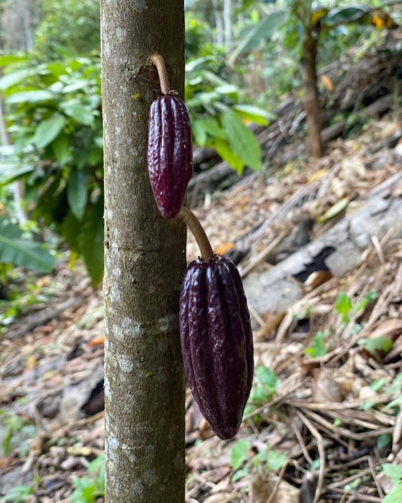 Es posible visitar una plantación de cacao en Caracas