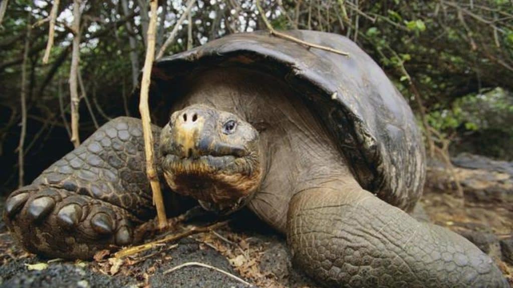 Cuatro nuevos virus, una amenaza para las tortugas de Galápagos