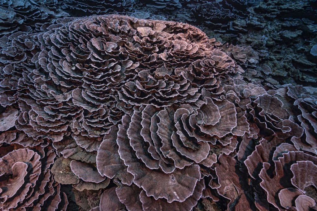 Descubrieron uno de los arrecifes de coral más grandes del mundo en Tahití