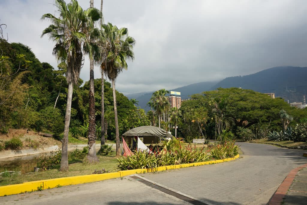 La palma de Ceilán florecerá por primera (y única vez) en sus 60 años de vida en el Jardín Botánico de Caracas