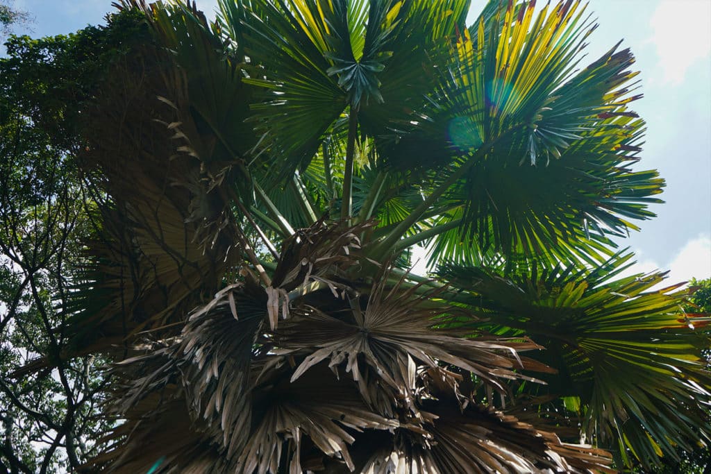 La palma de Ceilán florecerá por primera (y única vez) en sus 60 años de vida en el Jardín Botánico de Caracas