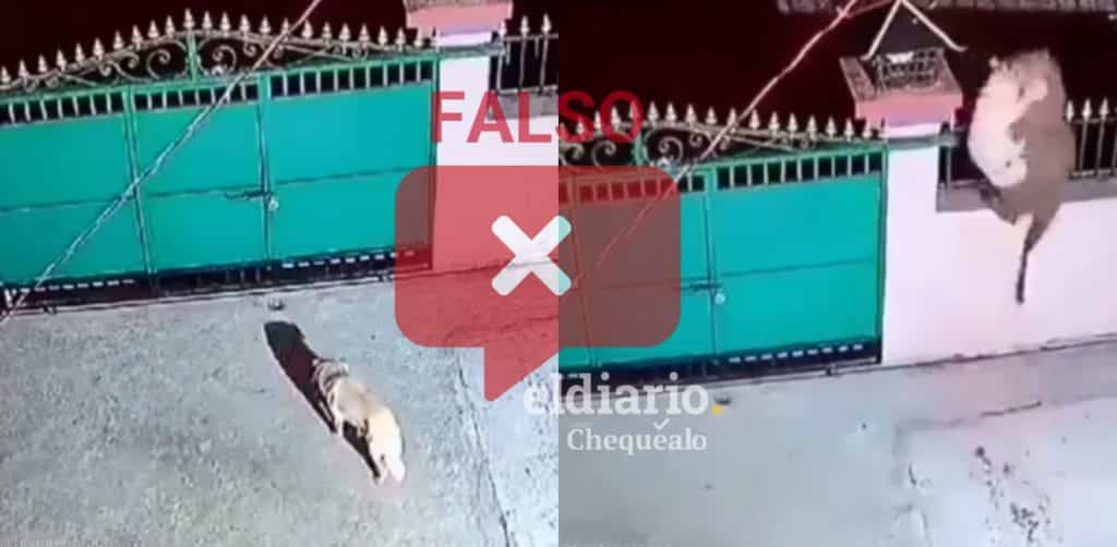 ¿Video de un felino entrando a una casa y atacando a un perro se grabó en Táchira?