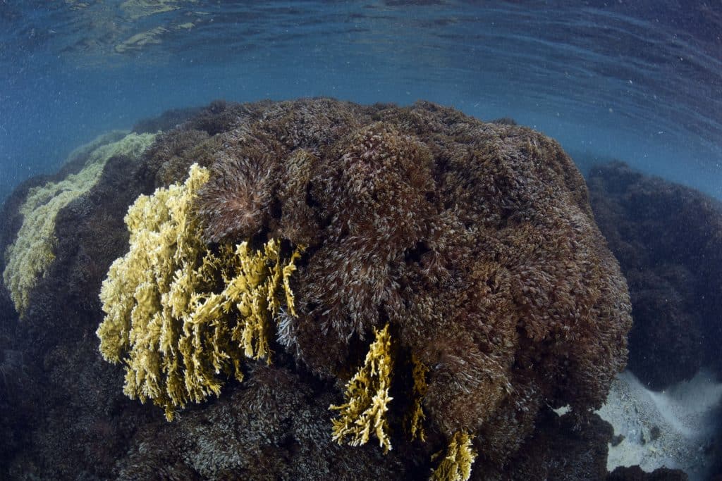 Corales venezolanos en riesgo de desaparecer por el avance de una especie invasora en el Parque Nacional Mochima