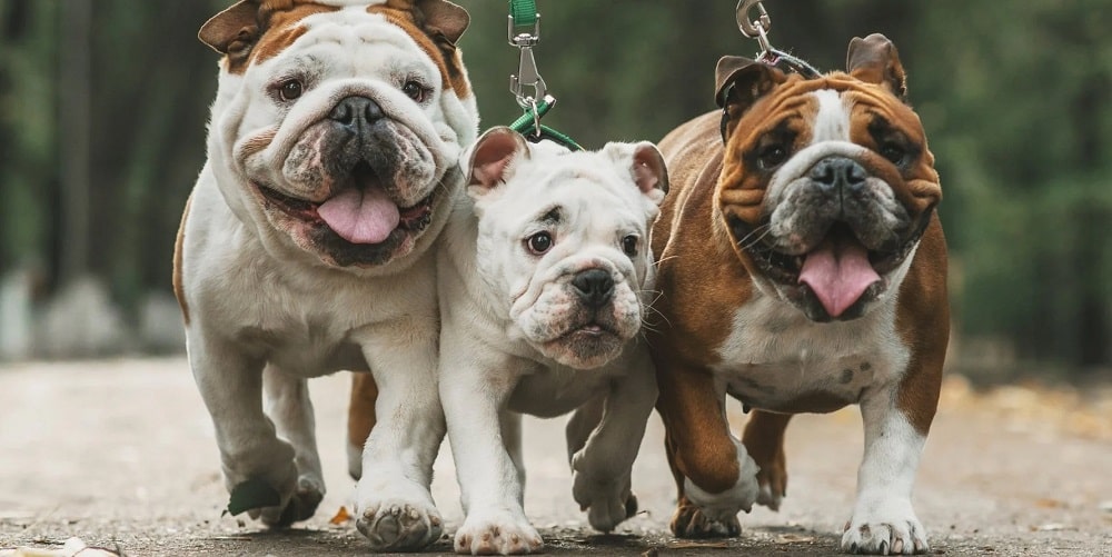 ¿Por qué Noruega prohibió criar las razas de perros bulldog inglés y cavalier king charles spaniels?