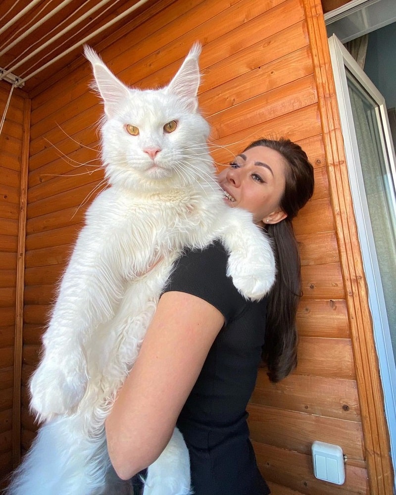 Kéfir, el gato famoso en redes sociales por medir metro y medio