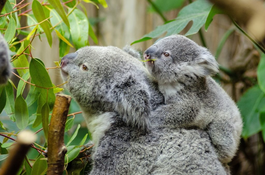Australia declara a los koalas como especie en peligro de extinción: ¿Cuántos ejemplares quedan?