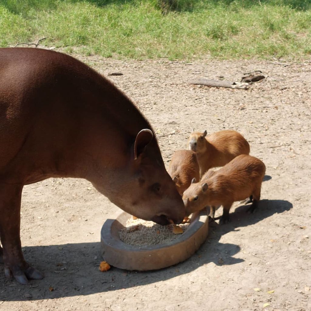 El nacimiento de una cría de danta genera esperanza en el Zoológico Leslie Pantin de Aragua 
