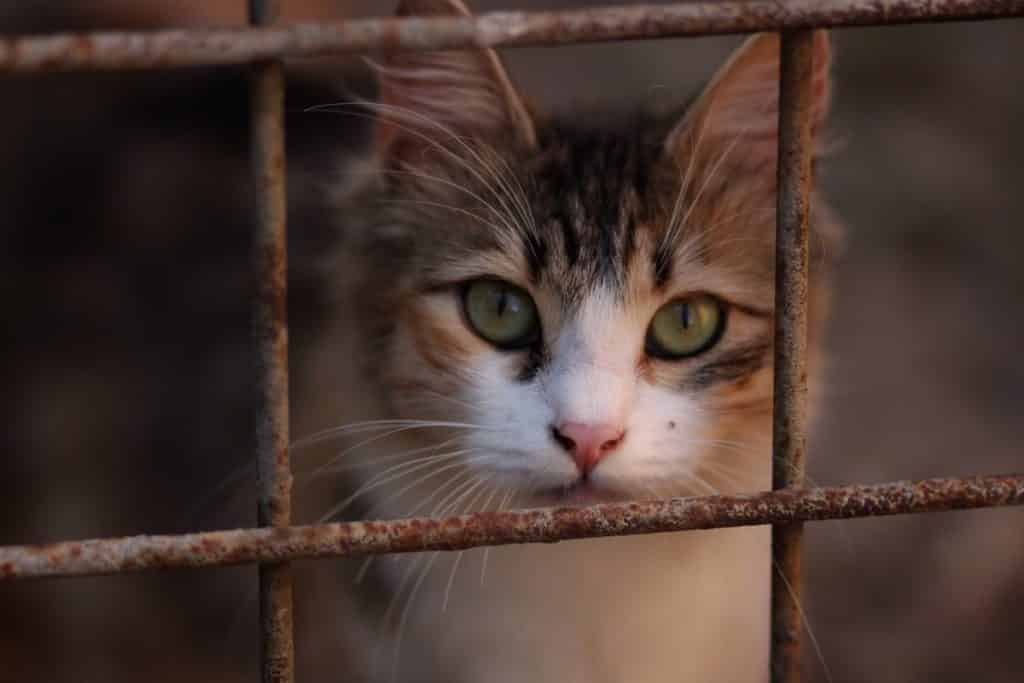 Maltrato animal: ONG denunciaron una carrera de gatos en Barinas