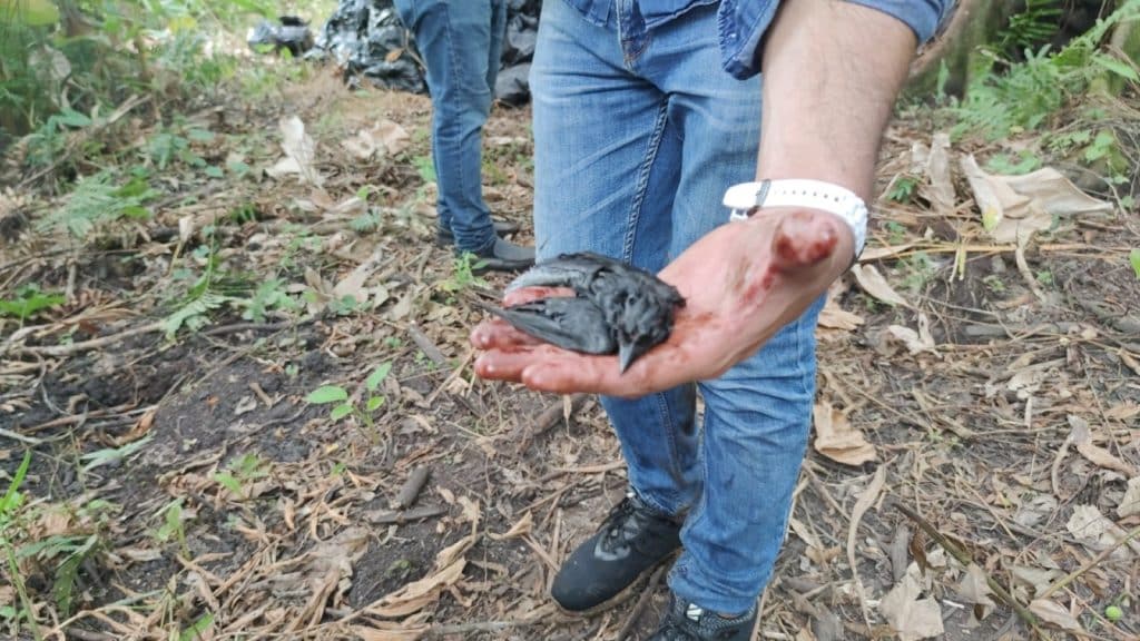 Los morichales de La Pica están en riesgo por un nuevo derrame petrolero en Monagas 