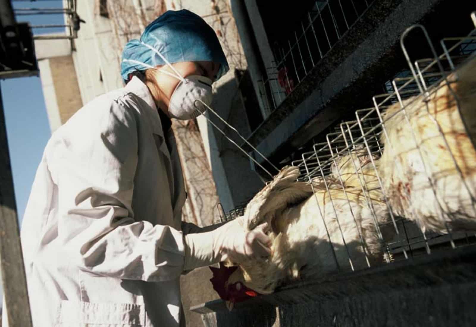 gripe aviar Estados Unidos