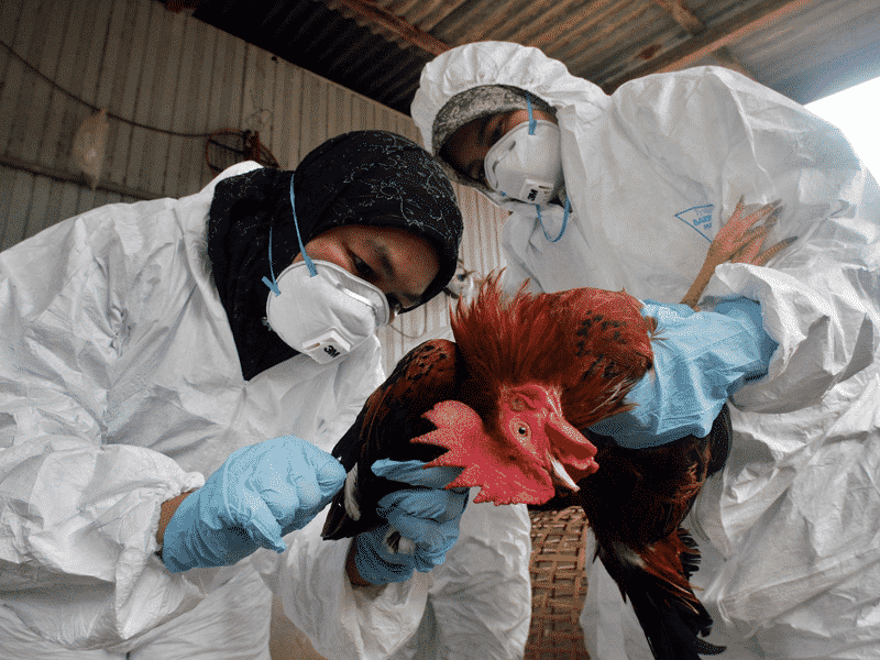 Estados Unidos registró su primer caso humano de gripe aviar H5: lo que se sabe