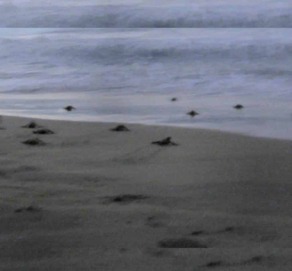Nacieron las primeras tortugas marinas de la temporada en playa Parguito