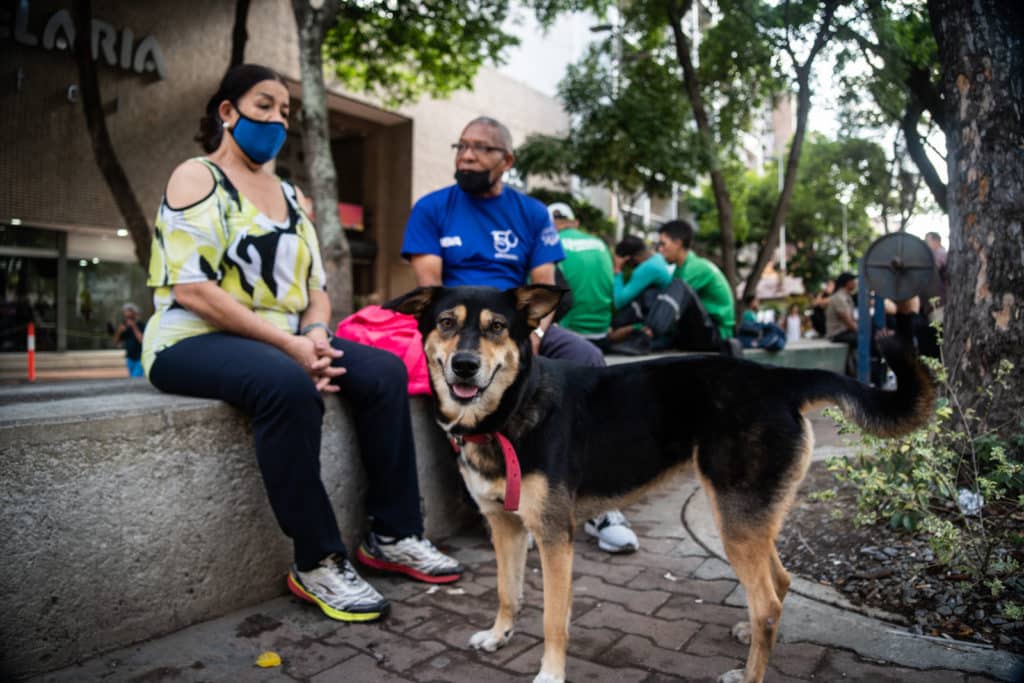 cannabis Costo mascotas Venezuela consultas veterinarias alimentación higiene gatos perros animales accesorios APROA