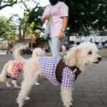 cannabis - Costo mascotas Venezuela consultas veterinarias alimentación higiene gatos perros animales accesorios APROA