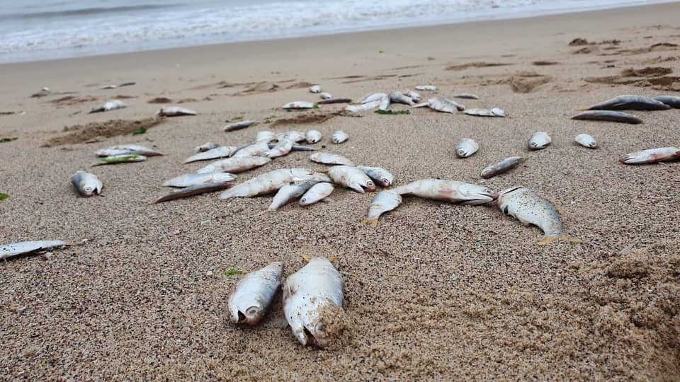 Cientos de peces aparecieron muertos en playa de Puerto Píritu: los detalles