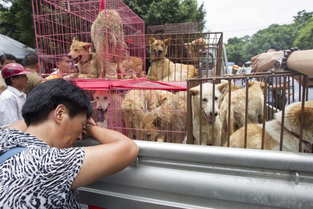 Rescataron a 386 perros que iban a ser asesinados en un festival en China