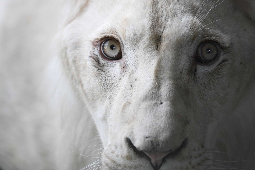 El Zoológico de Caricuao recibió a tres leones blancos provenientes de Europa