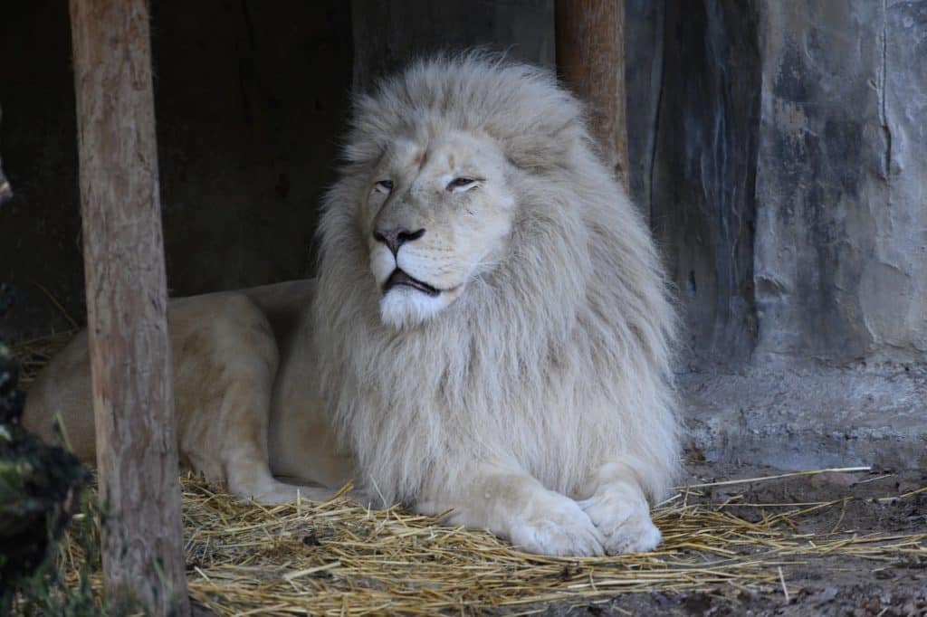 Tres leones blancos llegaron al Zoológico de Caricuao