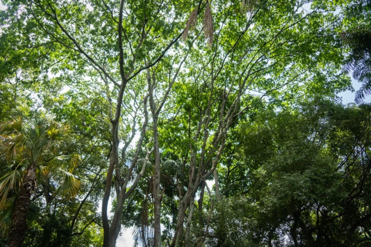 Jardín Botánico de Caracas UCV plantas zona verde parque árboles jardines biología El Diario Jose Daniel Ramos