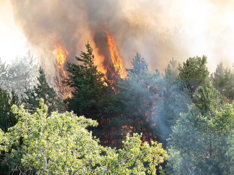 Incendios en Europa: las dramáticas consecuencias que ha dejado la ola de calor en el continente