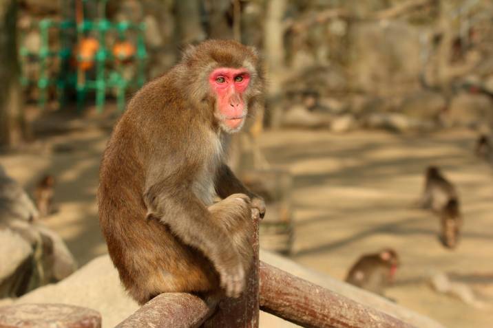 Un grupo de monos genera temor en los habitantes de una ciudad japonesa tras varios ataques