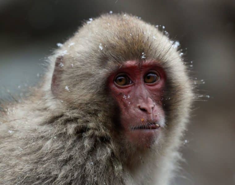 Un grupo de monos genera temor en los habitantes de una ciudad japonesa tras varios ataques