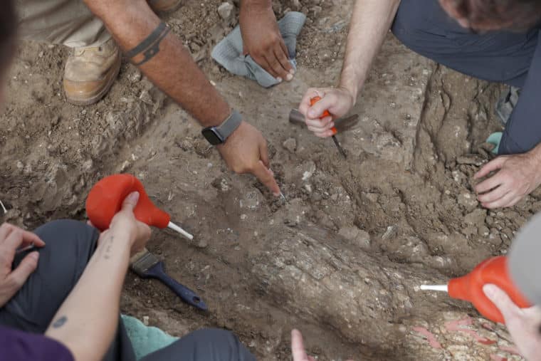 Descubrieron un colmillo de elefante de 500.000 años en Israel