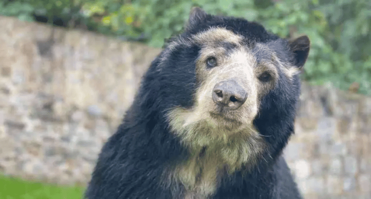 Captaron en video dos nuevos cachorros de oso frontino en Trujillo: los detalles