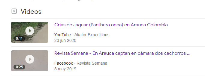 ¿Video que muestra a dos crías de jaguar fue grabado en El Ávila?