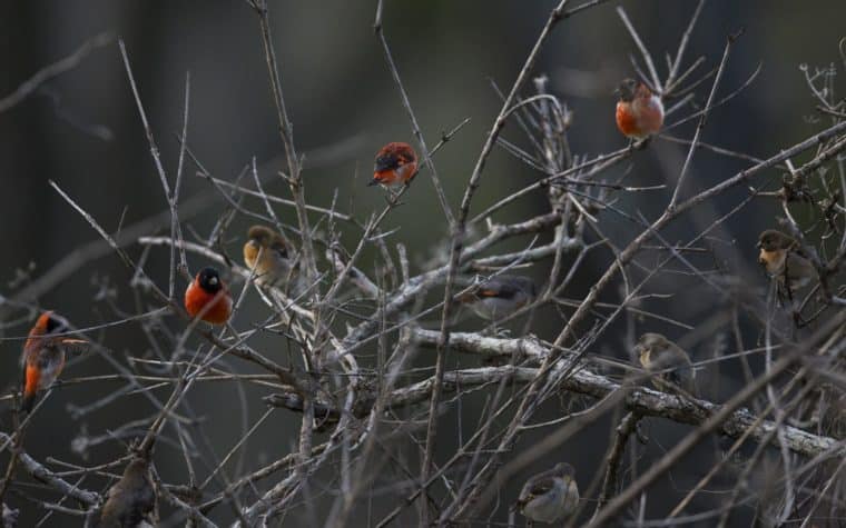 La ONG Provita confirmó el nacimiento de crías de cardenalito para su conservación